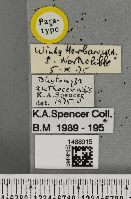 Phytomyza anthocercidis Spencer, 1977 - BMNHE_1488915_label_53274