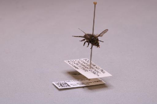 Colletes Latreille, 1802 - 013621561_additional_4