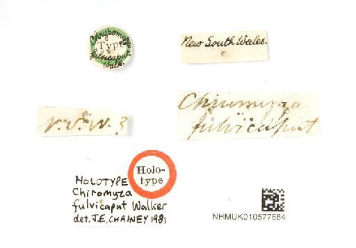 Chiromyza fulvicaput Walker, 1852 - Chiromyza fulvicaput - labels