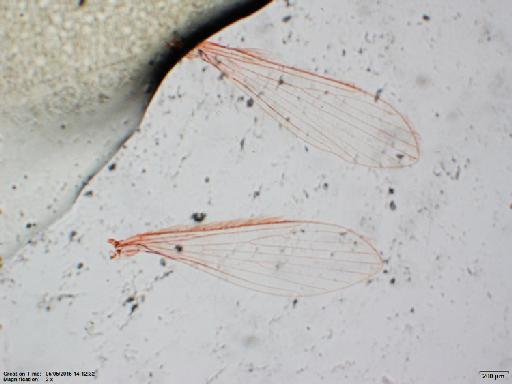 Lutzomyia spinicrassa species group Verrucarum Morales-Alarcon et al., 1969 - Lutzomyia_spinacrassa-BMNH(E)1722095_PT-male_wings-2x.tif