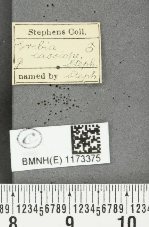 Erebia epiphron (Knoch, 1783) - BMNHE_1173375_label_29570