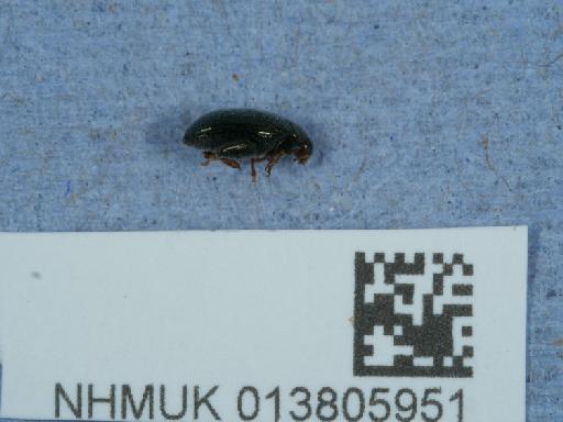 Psylliodes (Psylliodes) chrysocephala (Linnaeus, 1758) - 013805951_3