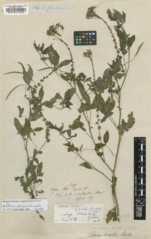 Cleome rosea Vahl ex DC. - BM000573983