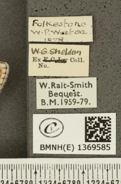Aricia agestis ab. deleta Cockerell, 1889 - BMNHE_1369585_label_177469