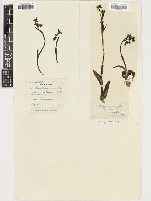 Ophrys sphegodes Mill. - BM000955357