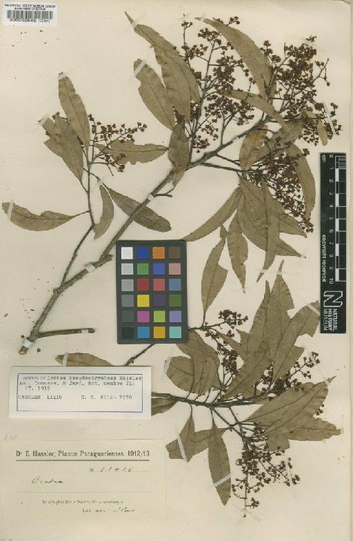 Ocotea pseudocorymbosa Hassl. - BM000092805