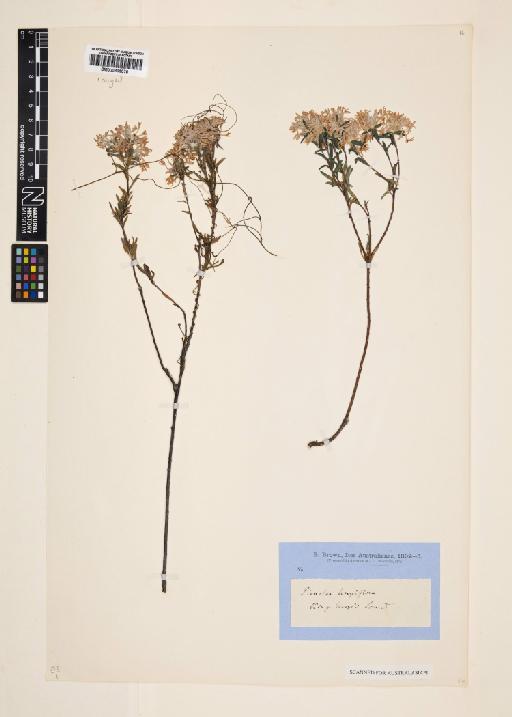 Pimelea longiflora R.Br. - 000895076