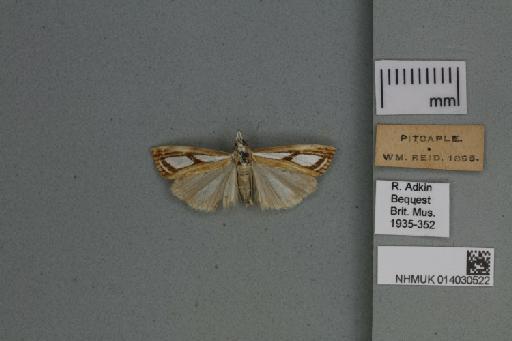 Catoptria permutatellus (Herrich-Schäffer, 1848) - 014030522_136823_1082908