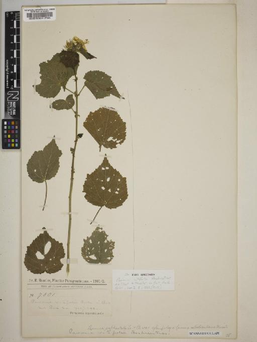 Pavonia vitifolia Hoch ex Chodat & Hassl. - BM000545804