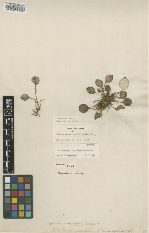 Lepanthes cochlearifolia Sw. - BM000084552