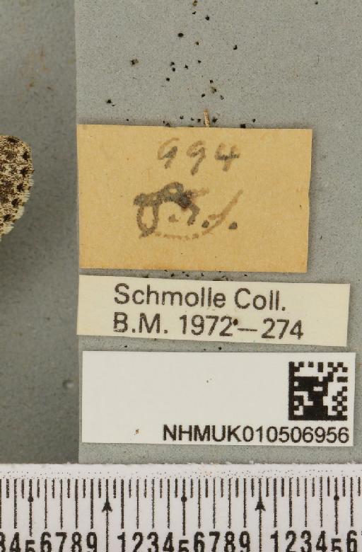 Acronicta rumicis (Linnaeus, 1758) - NHMUK_010506956_a_label_564597