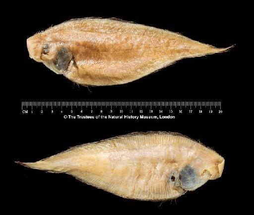 Cynoglossus acutirostris Norman, 1939 - BMNH 2016.5.1.1, HOLOTYPE, Cynoglossus acutirostris