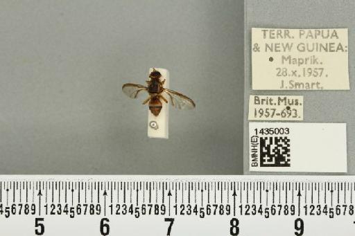 Bactrocera (Bactrocera) bryoniae (Tryon, 1927) - BMNHE_1435003_28467