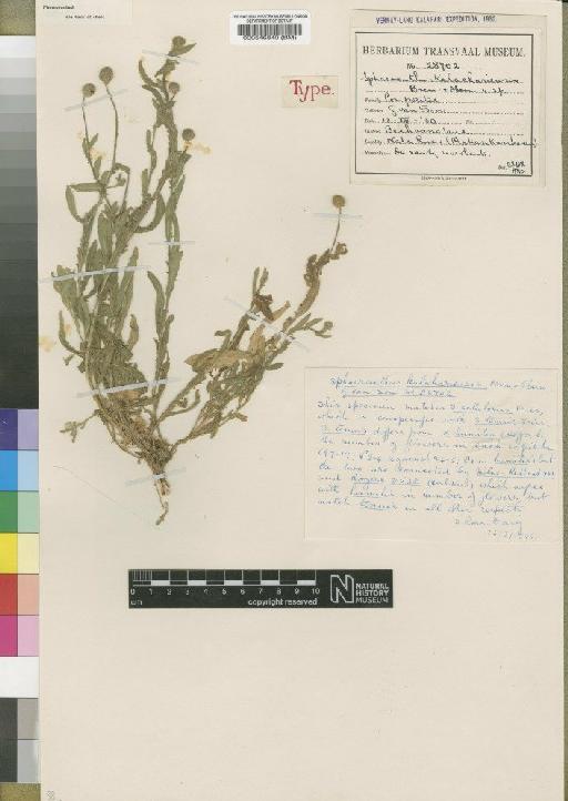 Sphaeranthus humilis O.Hoffm. - BM000546840