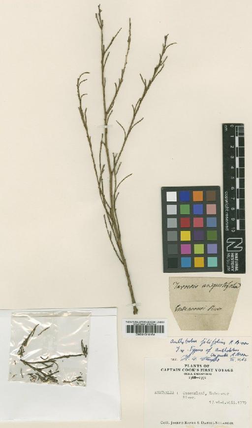 Anthobolus filifolius R.Br. - BM001010164