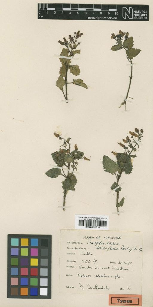 Scrophularia ericiflora Rech.f. - BM000997810