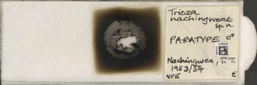 Trioza nachingweae Hollis, 1984 - BMNHE_1248695_2908