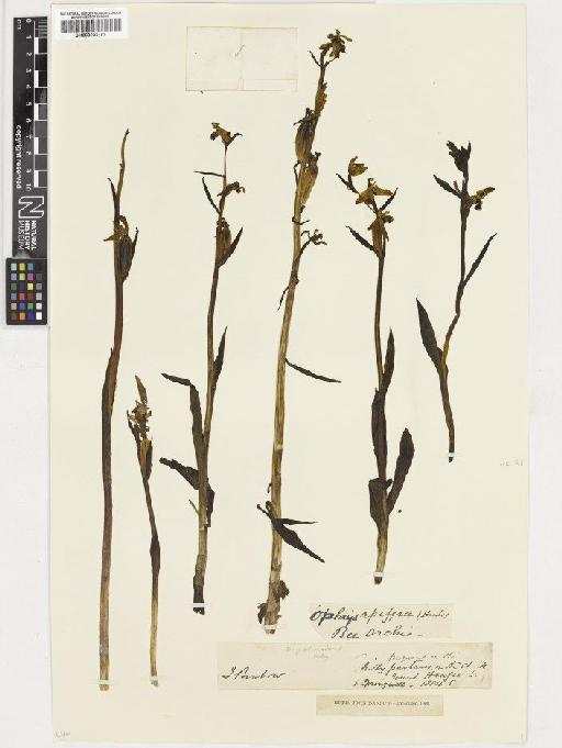 Ophrys apifera Huds. - BM000893467