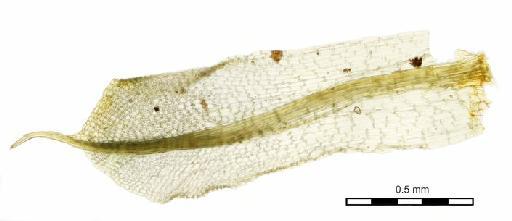 Pottia crinita Wilson ex Bruch, Schimp. & W.Gümbel - Pottia orinita_BM000670341wholeleaf.jpg