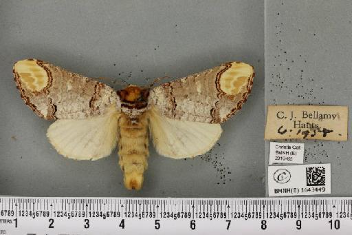 Phalera bucephala bucephala (Linnaeus, 1758) - BMNHE_1643449_249158