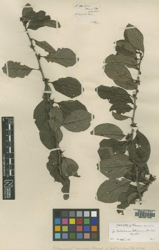 Colubrina heteroneura (Griseb.) Standl. - BM000617459