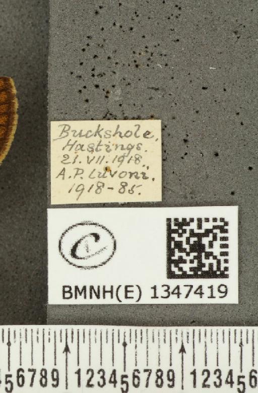 Ochlodes sylvanus (Esper, 1777) - BMNHE_1347419_label_155002