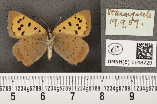 Lycaena phlaeas eleus (Fabricius, 1798) - BMNHE_1148729_109574