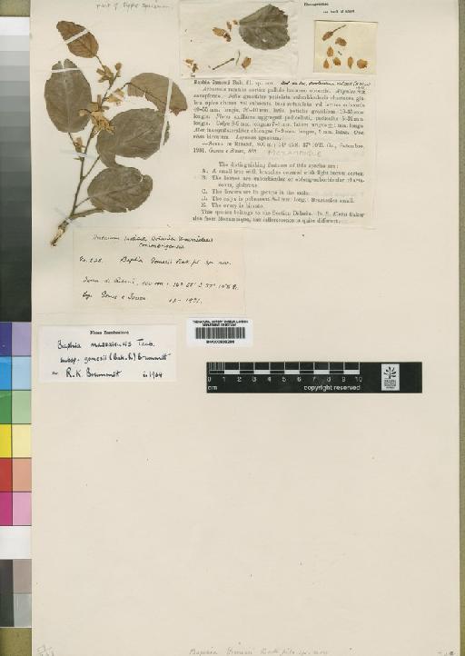 Baphia massaiensis subsp. gomesii (Baker f.) Brummitt - BM000838298