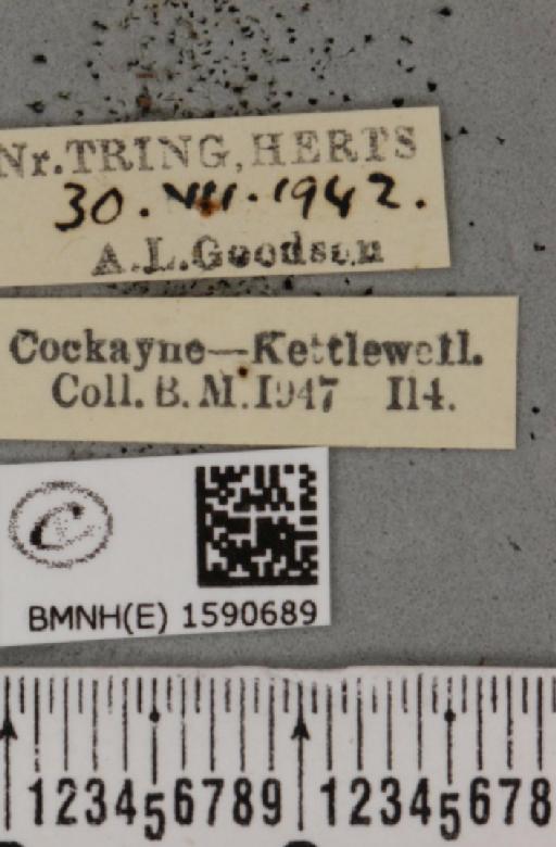 Idaea biselata ab. fimbriolata Stephens, 1831 - BMNHE_1590689_label_265694