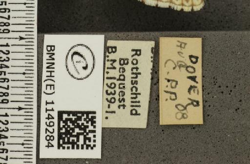 Lysandra coridon ab. postobsoleta Bright & Leeds, 1938 - BMNHE_1149284_label_101880