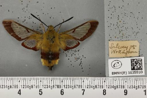 Hemaris fuciformis (Linnaeus, 1758) - BMNHE_1635910_205578