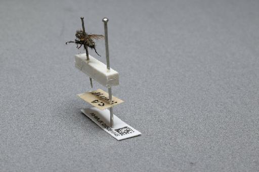 Sarcophaga (Myorhina) nigriventris Meigen, 1826 - 015091848_additional_2