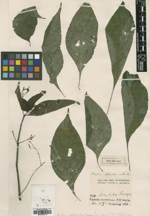 Justicia platyphylla S.Moore - BM000950144