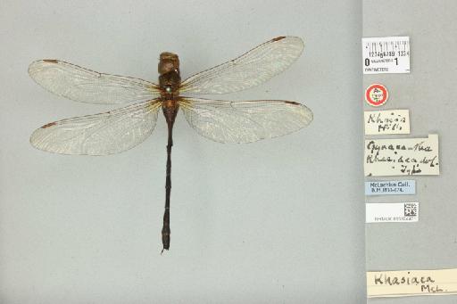 Gynacantha khasiaca McLachlan, 1896 - 013324401_dorsal