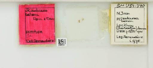 Acaudinum (Protacaudinum) beheni Remaudiere & Davatchi, 1959 - 014762287_112424_1092579_157750_Type