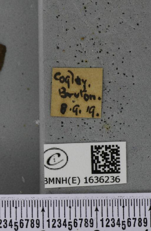 Macroglossum stellatarum (Linnaeus, 1758) - BMNHE_1636236_label_205948