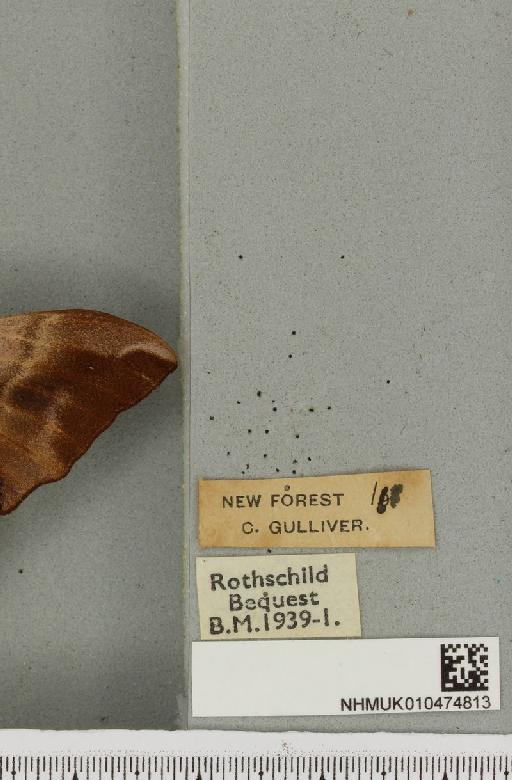 Smerinthus ocellata ab. pallida Tutt, 1902 - NHMUK_010474813_label_525149