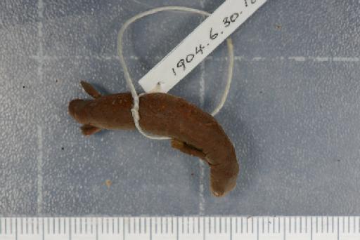 Bolitoglossa orestes - Image of specimen 1904.6.30.18