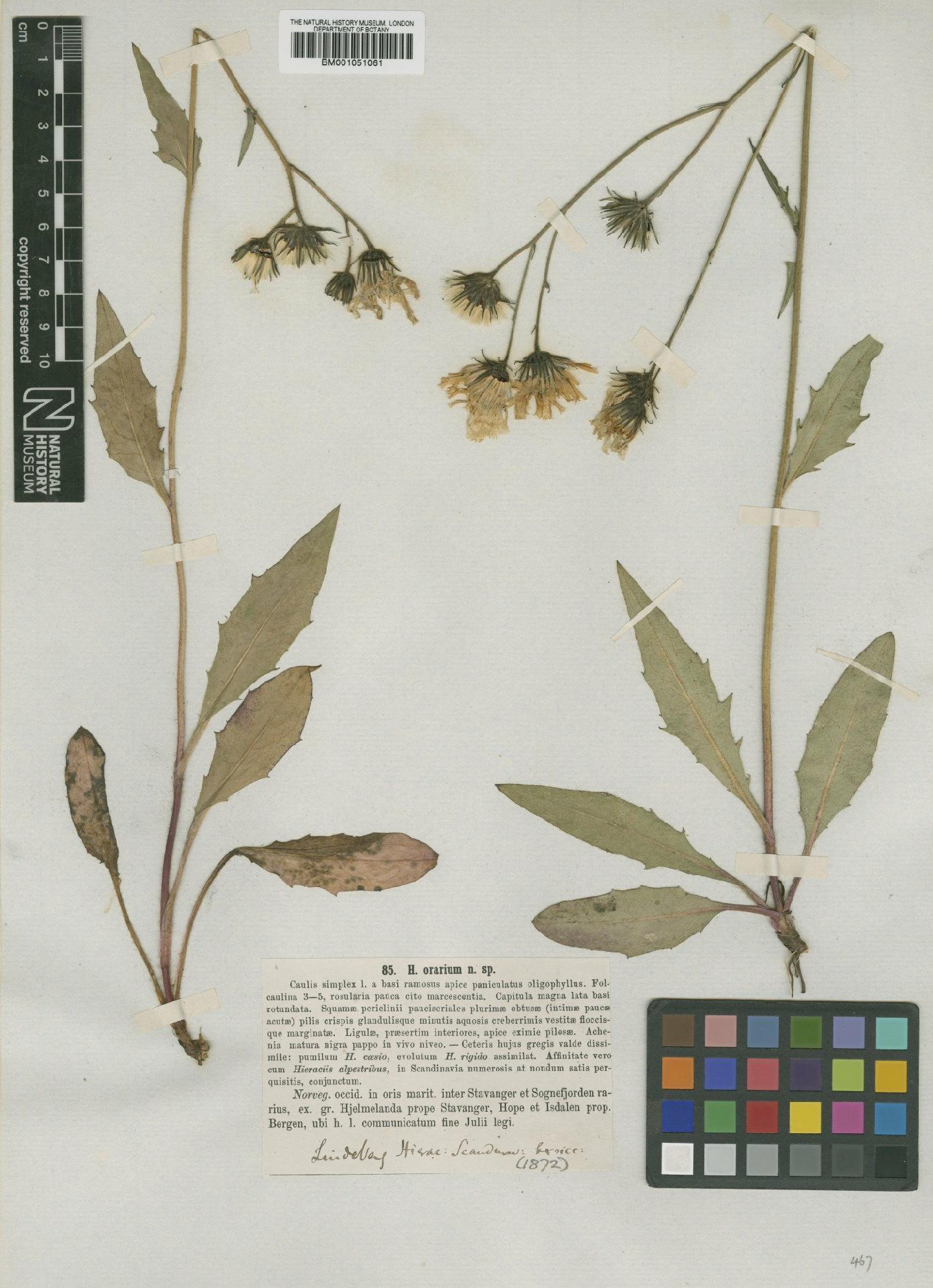 To NHMUK collection (Hieracium subramosum subsp. orarium (Lindeb.) Zahn; TYPE; NHMUK:ecatalogue:2420967)