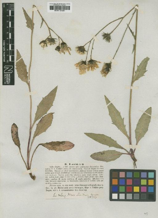 Hieracium subramosum subsp. orarium (Lindeb.) Zahn - BM001051061