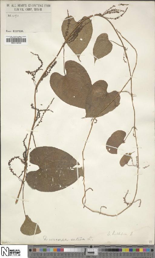 Dioscorea bulbifera L. - BM001049120