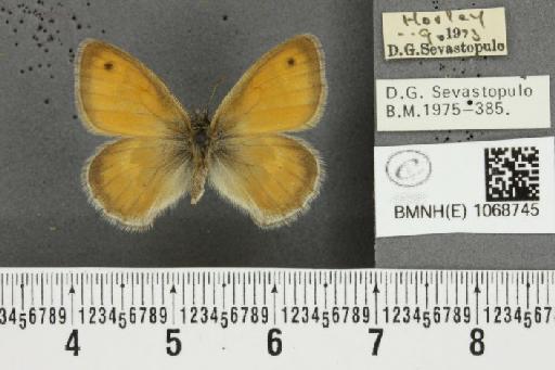 Coenonympha pamphilus (Linnaeus, 1758) - BMNHE_1068745_28193