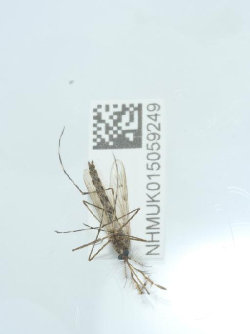 Culiseta (Culiseta) annulata Schrank, 1776 - 015059249_2