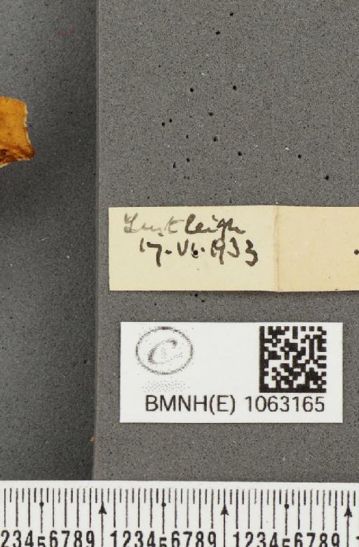 Polygonia c-album (Linnaeus, 1758) - BMNHE_1063165_label_24133