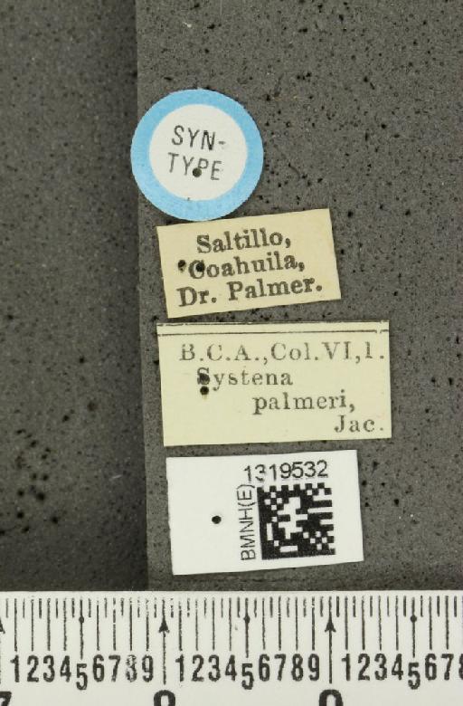 Systena palmeri Jacoby, 1884 - BMNHE_1319532_label_26716