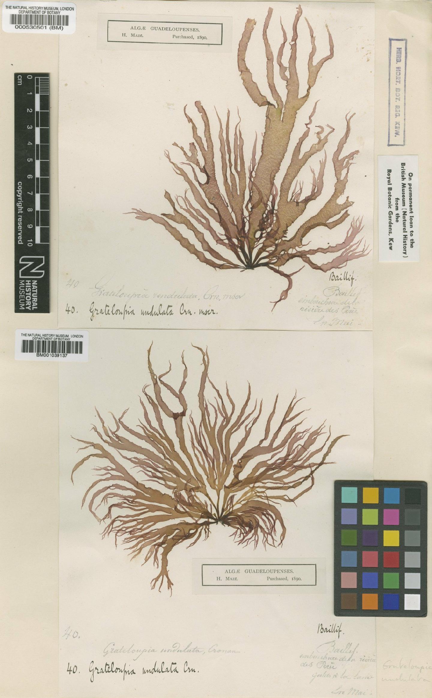 To NHMUK collection (Grateloupia undulata P.Crouan & H.Crouan; Syntype; NHMUK:ecatalogue:4857521)