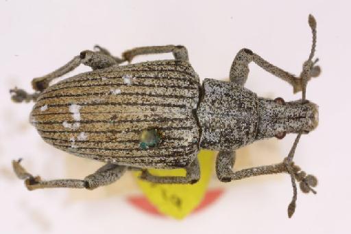 Heterostylus longiceps Pascoe, 1886 - Heterostylus longiceps-BMNH(E)715789-Type dorsal