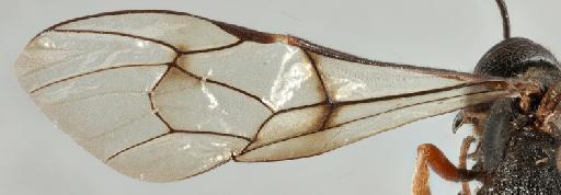 Xorides propinquus (Tschek, 1869) - 010818854_Xorides_propinquus_fore_wing