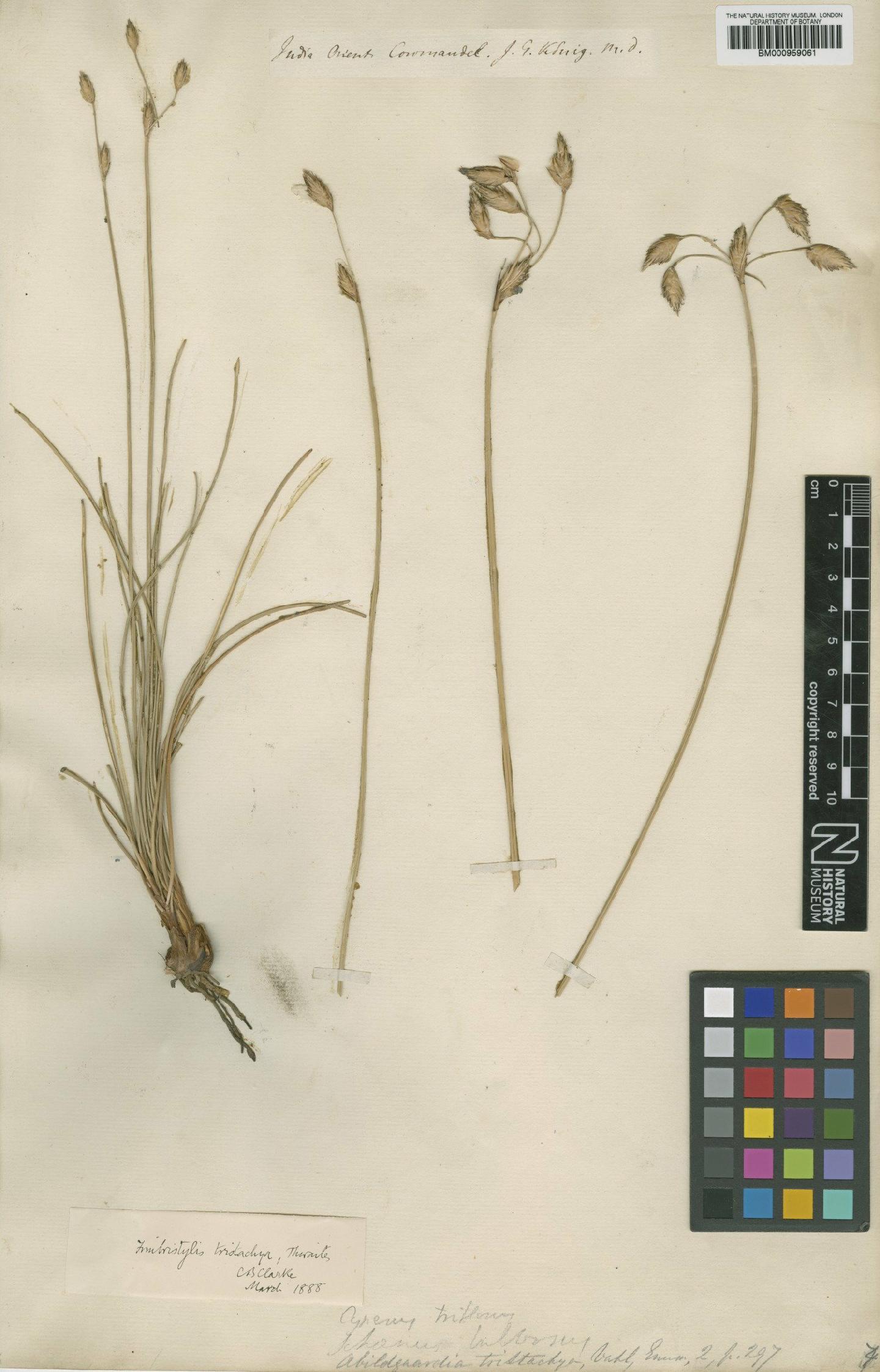 To the Natural History Museum, London (Fimbristylis triflora (L.) K.Schum. ex Engl. BM000959061 type 1)