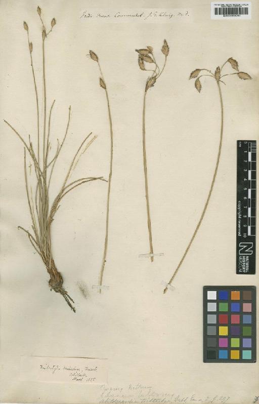 Fimbristylis triflora (L.) K.Schum. ex Engl. - BM000959061